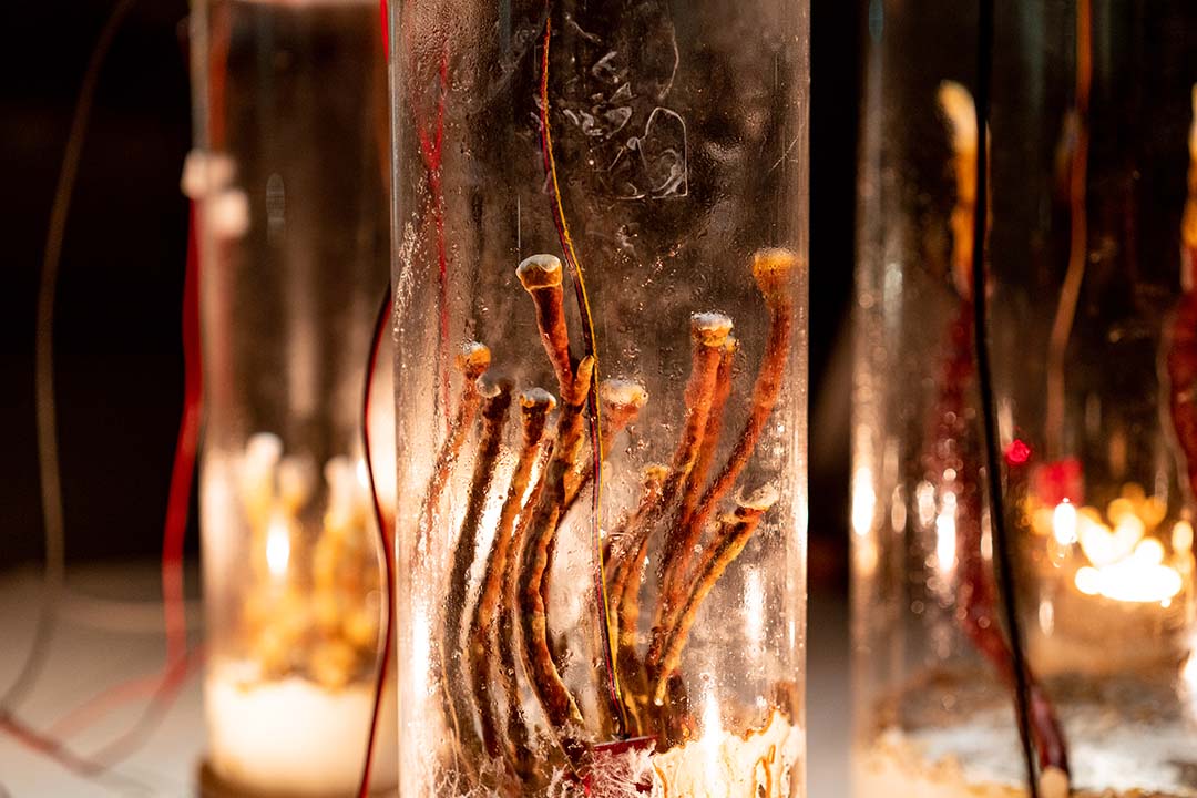 Fungi growing in at bell jar at REFUSE.